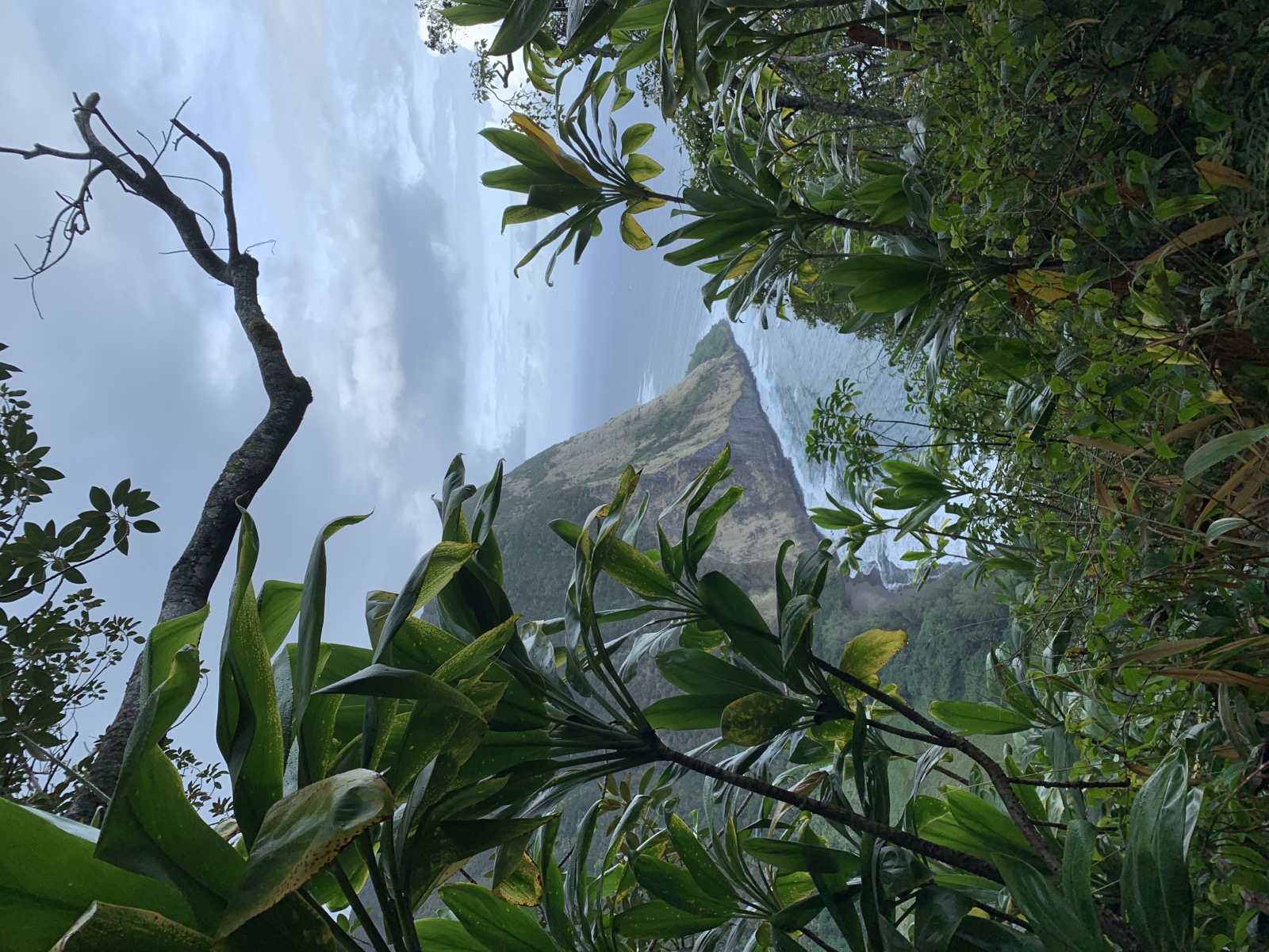 Coastal cliffs framed by dense green foliage
