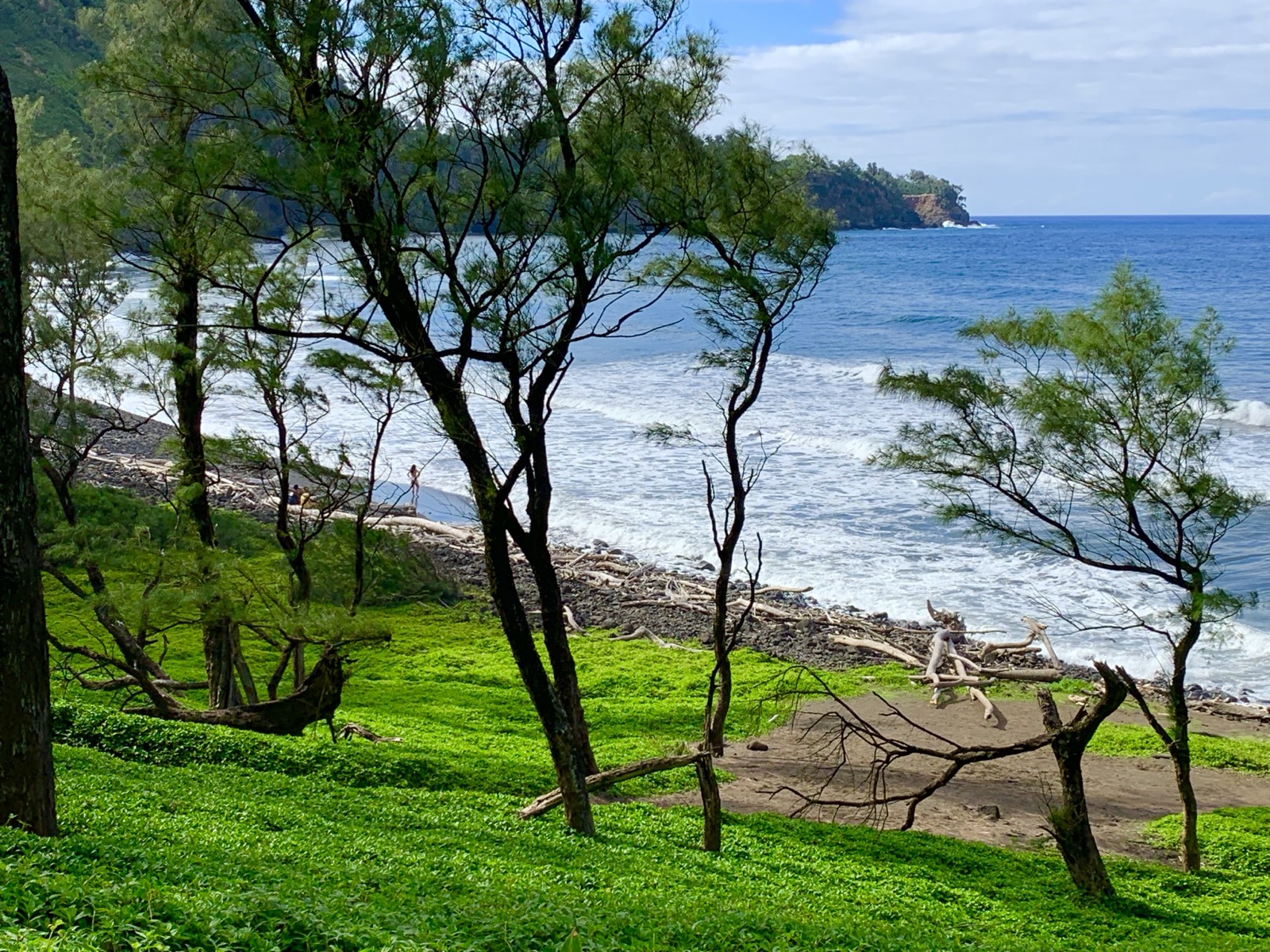 The coastline seen through ironwood trees