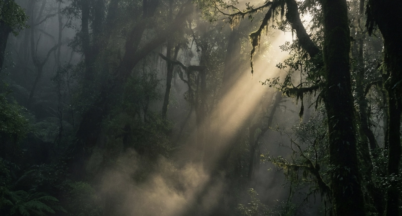 Sunrays breaking through a misty forest