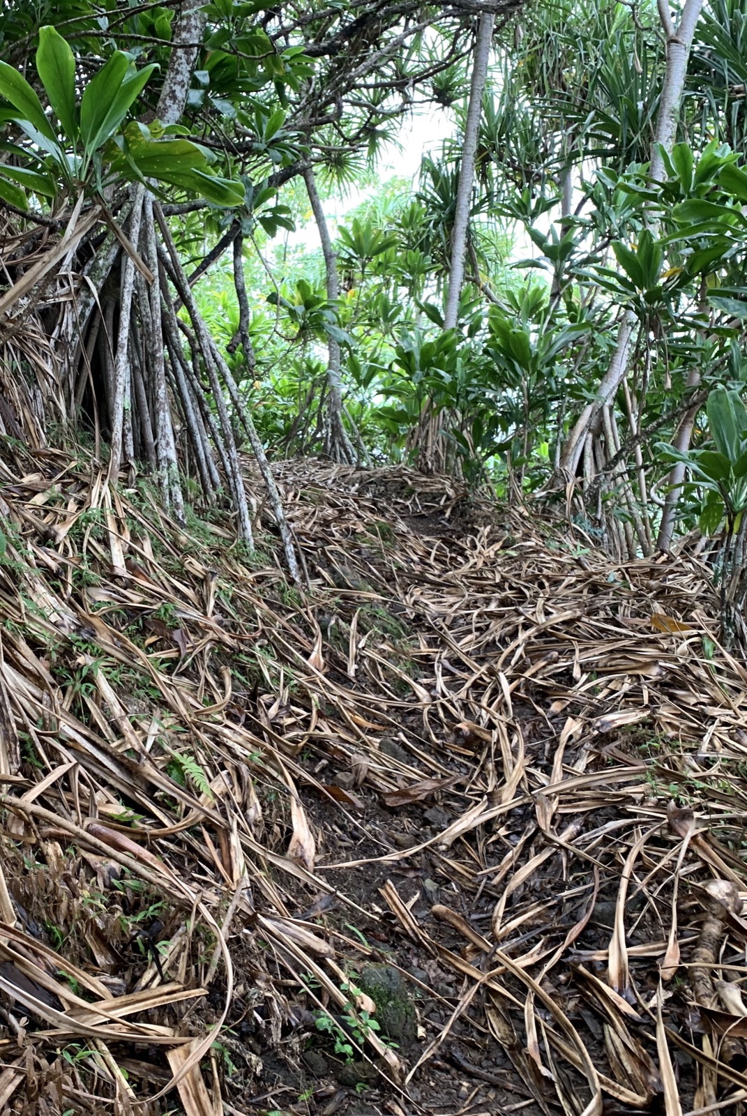 A trail through a grove of hala trees