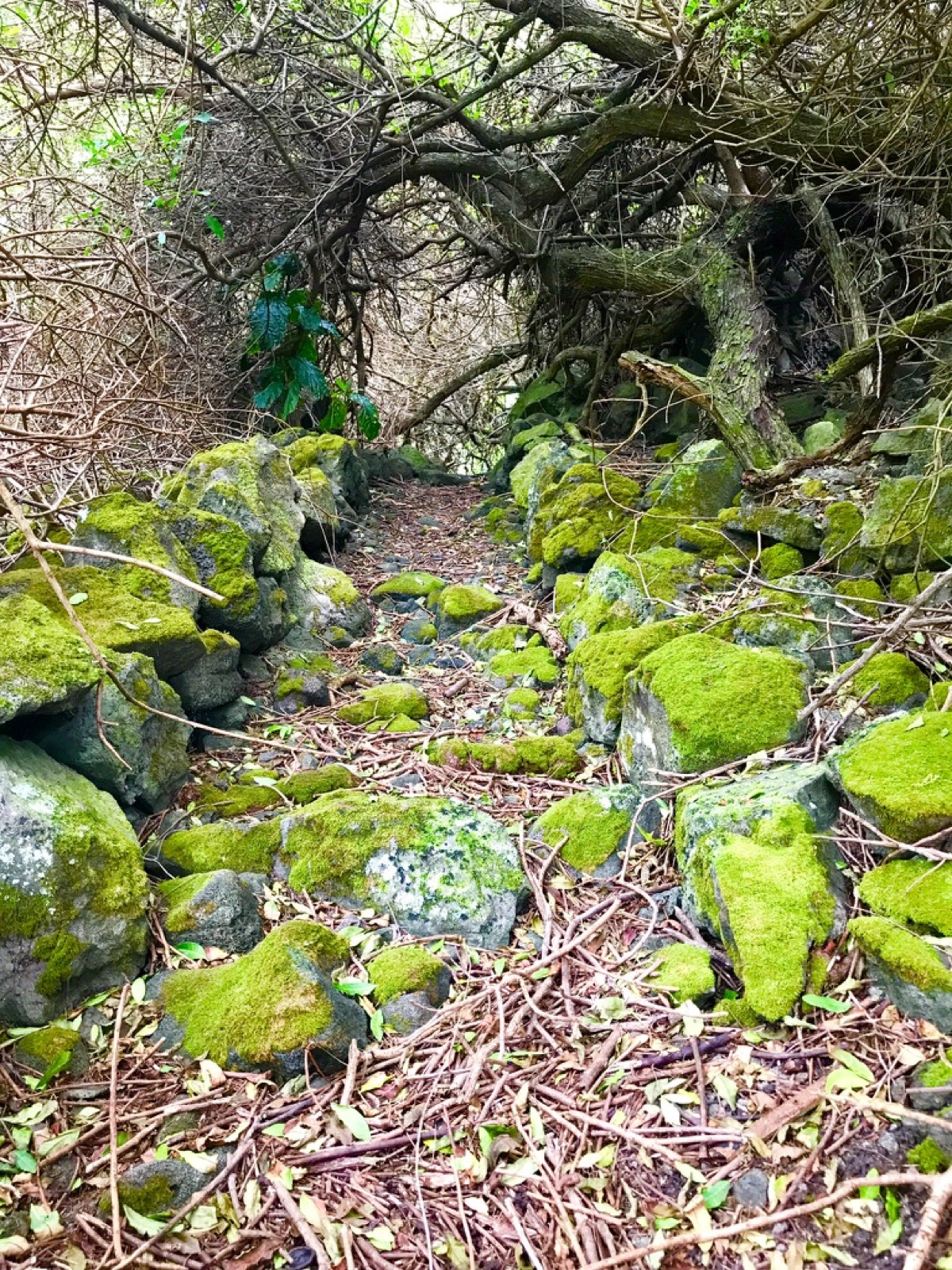 Moss-covered stones along an old forest wall