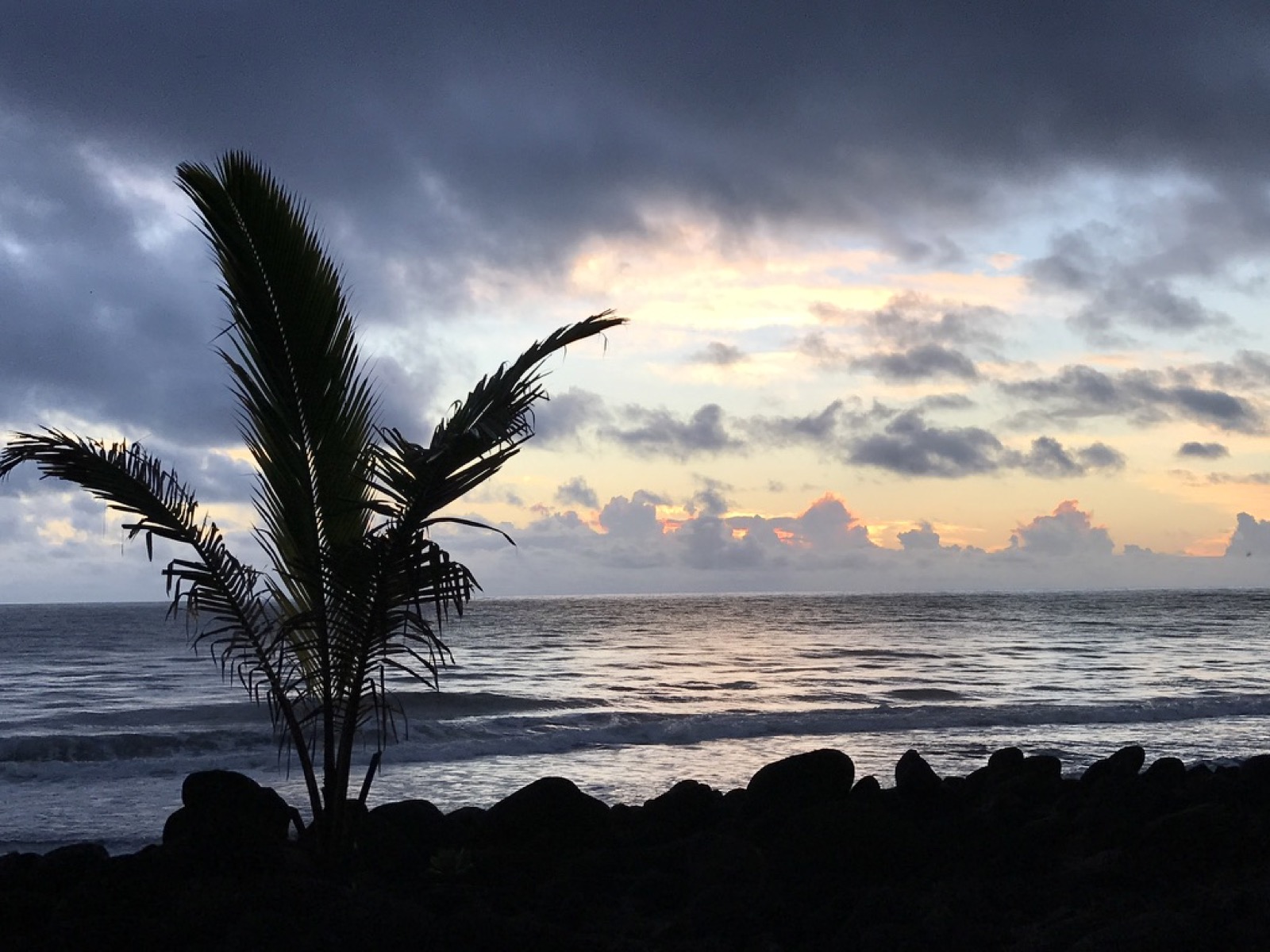 Sunset over the ocean with a palm silhouette
