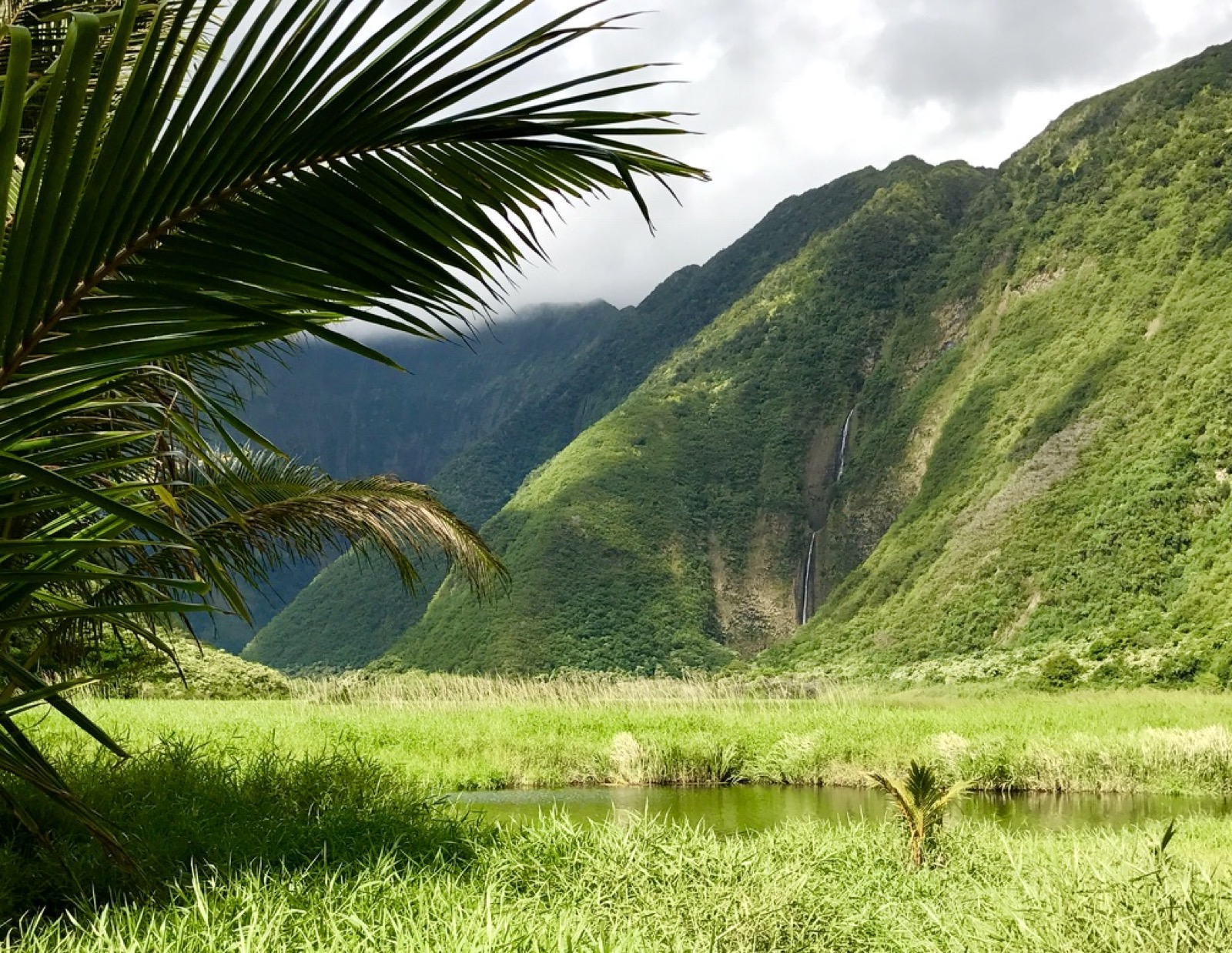Waimanu Valley and a distant waterfall framed by a palm frond