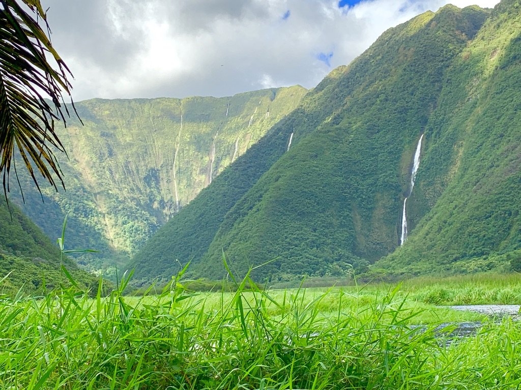 Waimanu Valley — green amphitheatre cliffs streaked with waterfalls, framed by a palm frond