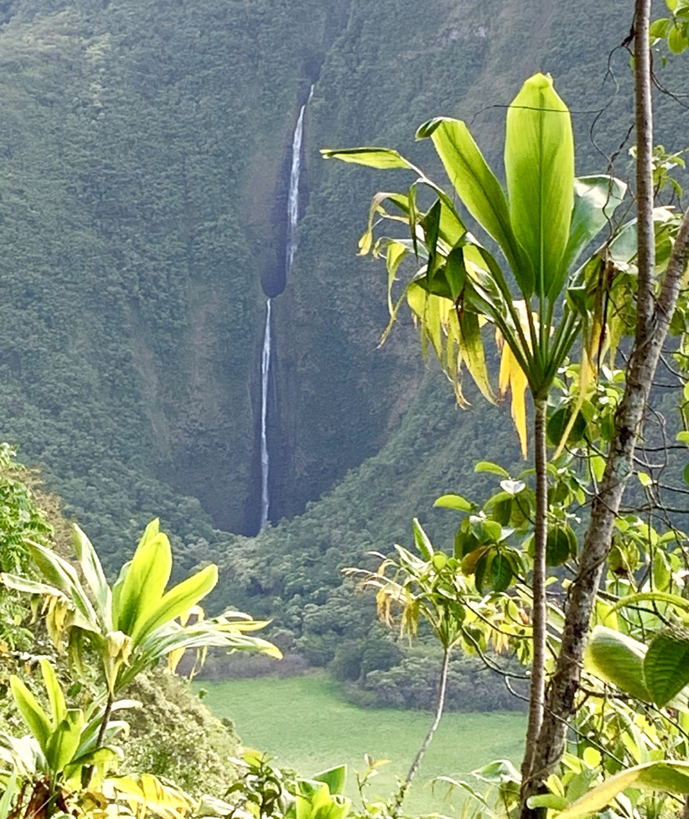 A tall waterfall in Waimanu Valley framed by ti-plant leaves