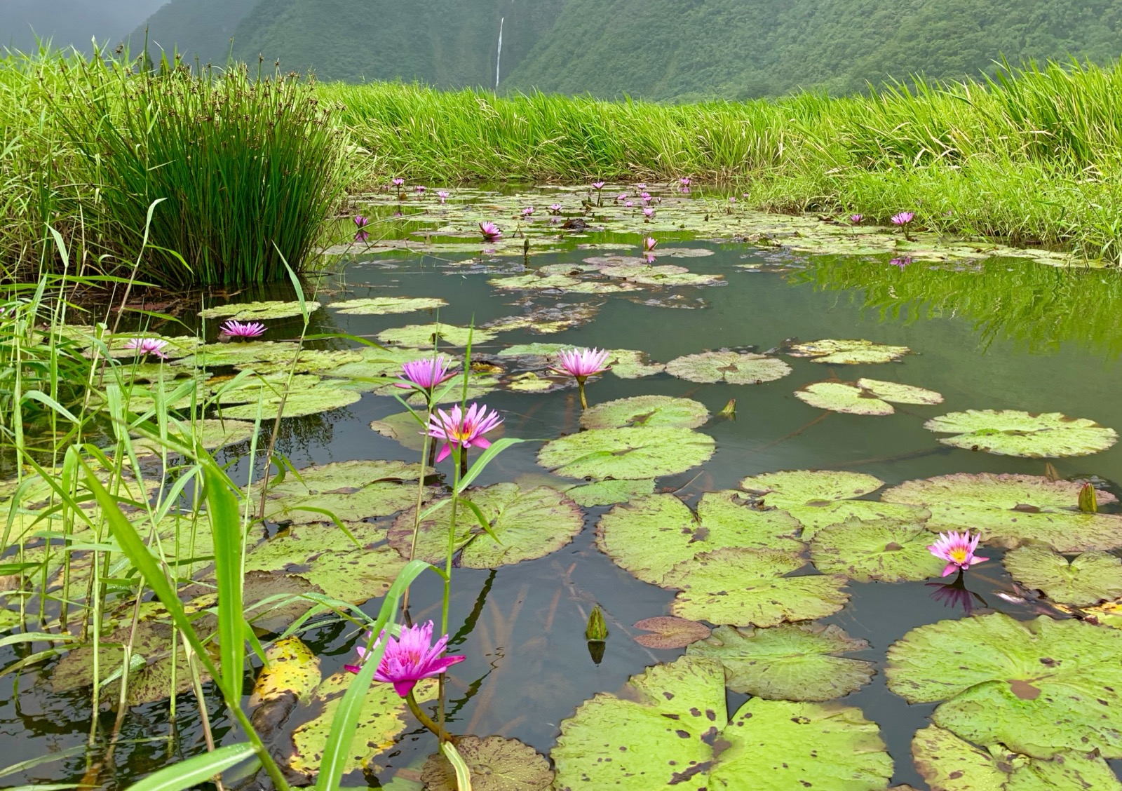 Pink water lilies on a valley pond below the cliffs
