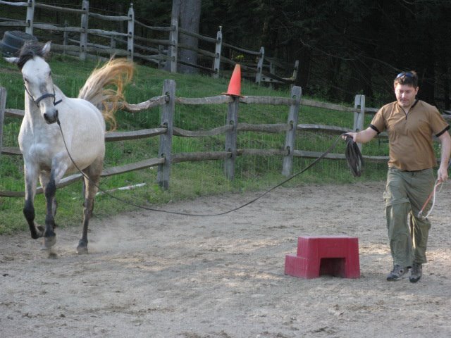 Groundwork training with a horse in a paddock
