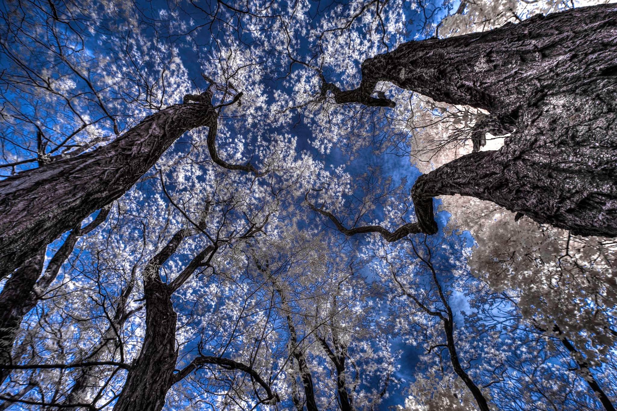 Looking up through the forest canopy to the sky
