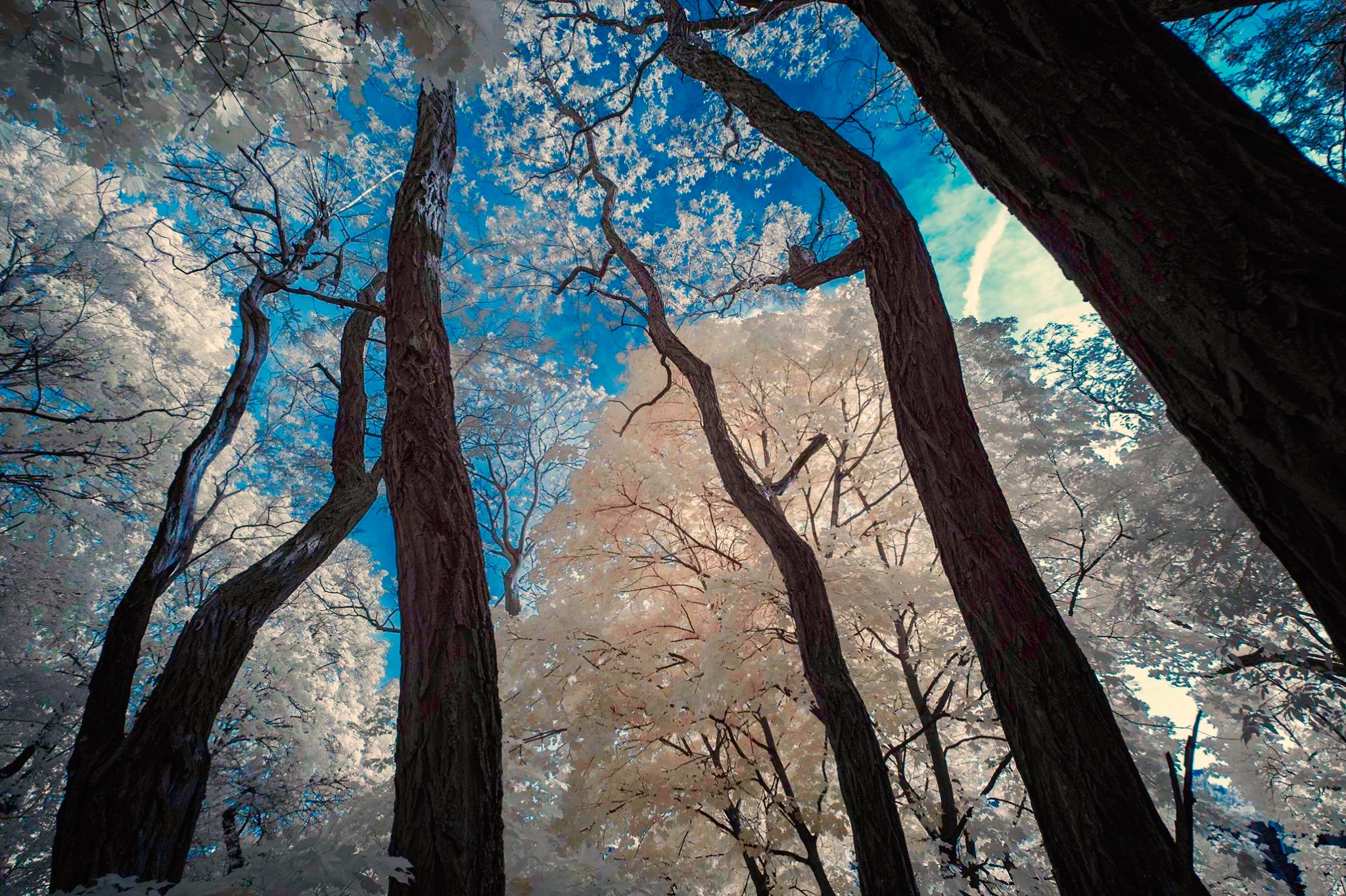 Looking up through tall trees to the sky