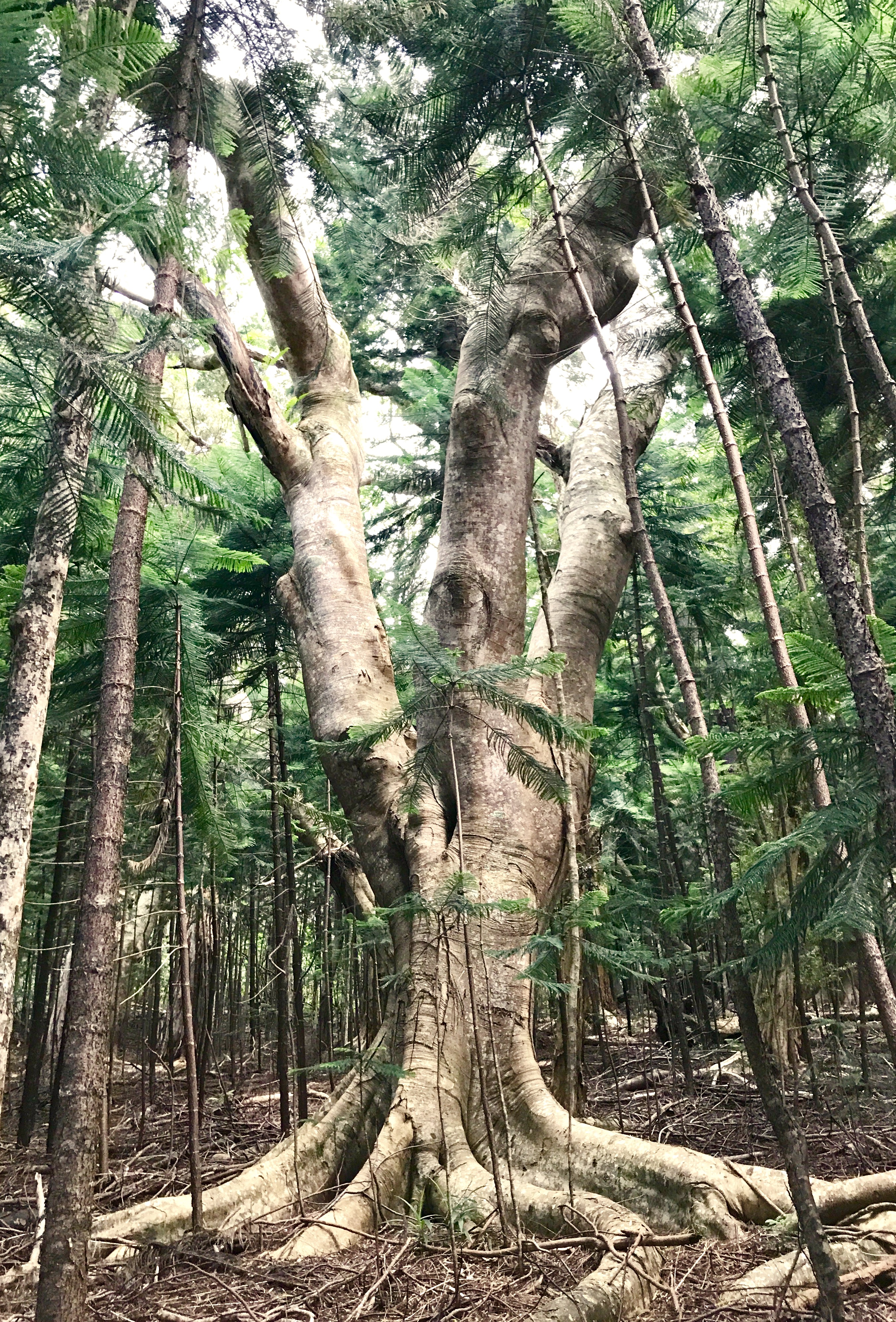 An old, gnarled tree in the forest