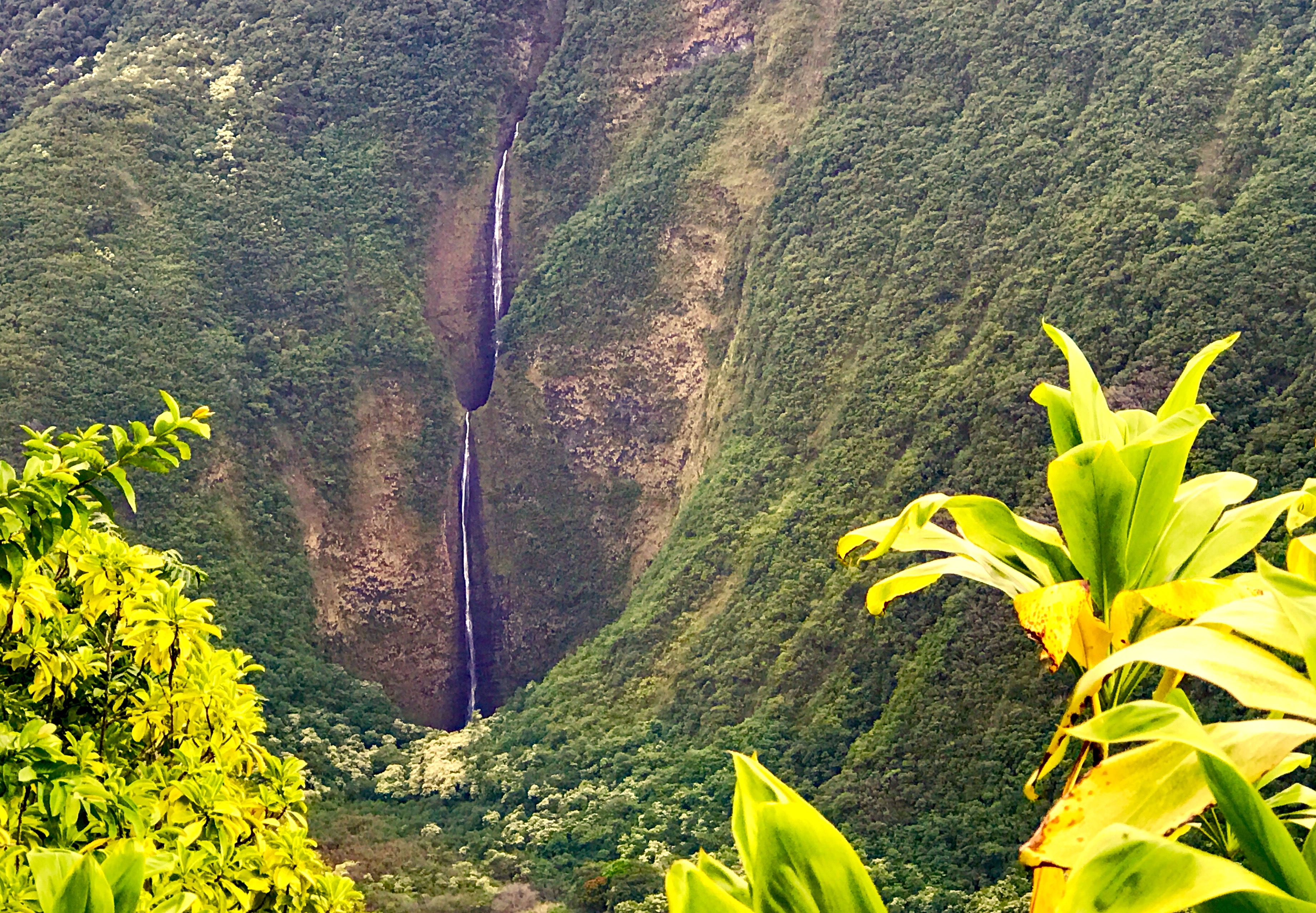 A tall waterfall streaking down a green Waimanu cliff