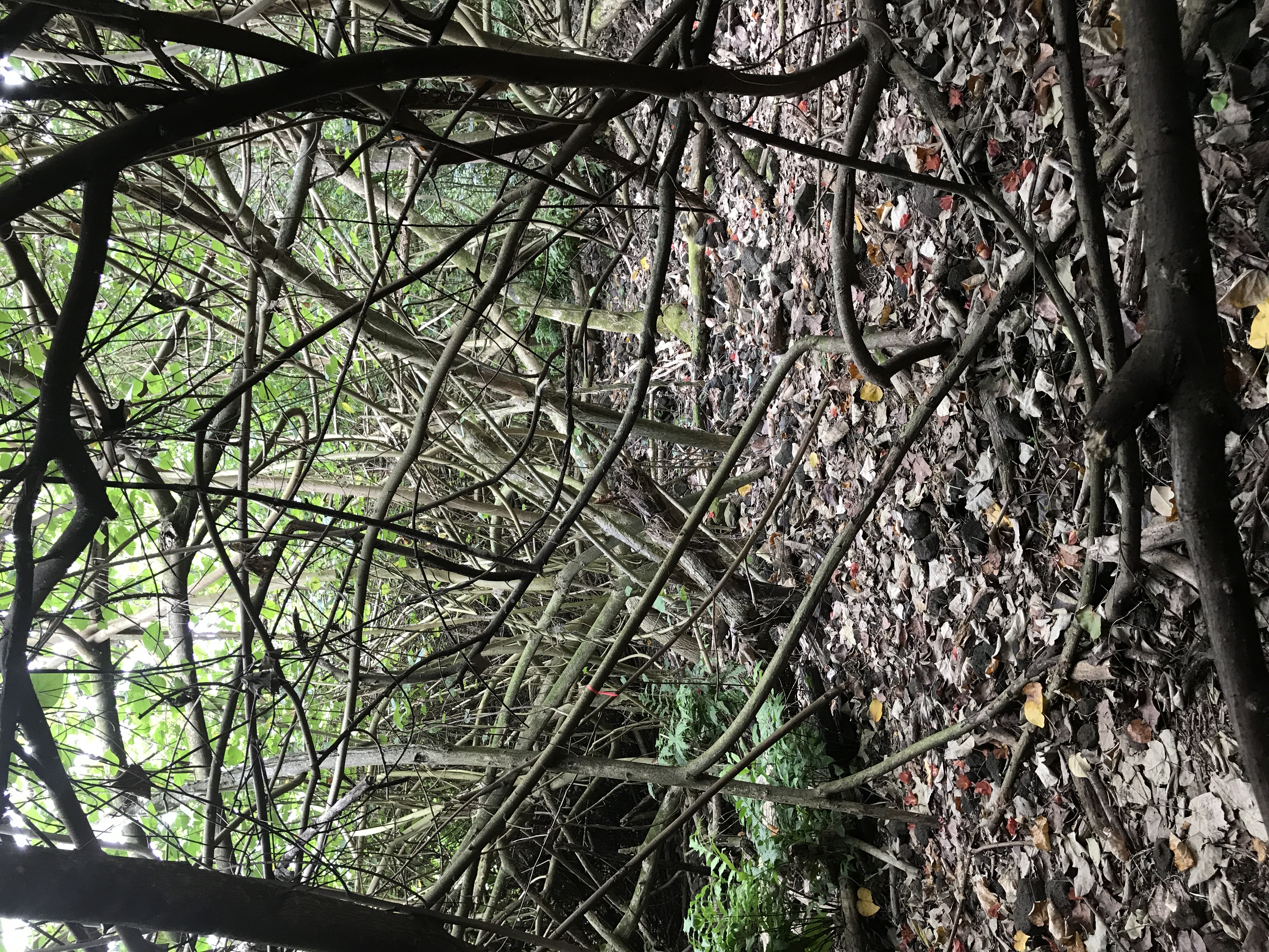 Tangled branches over the forest floor