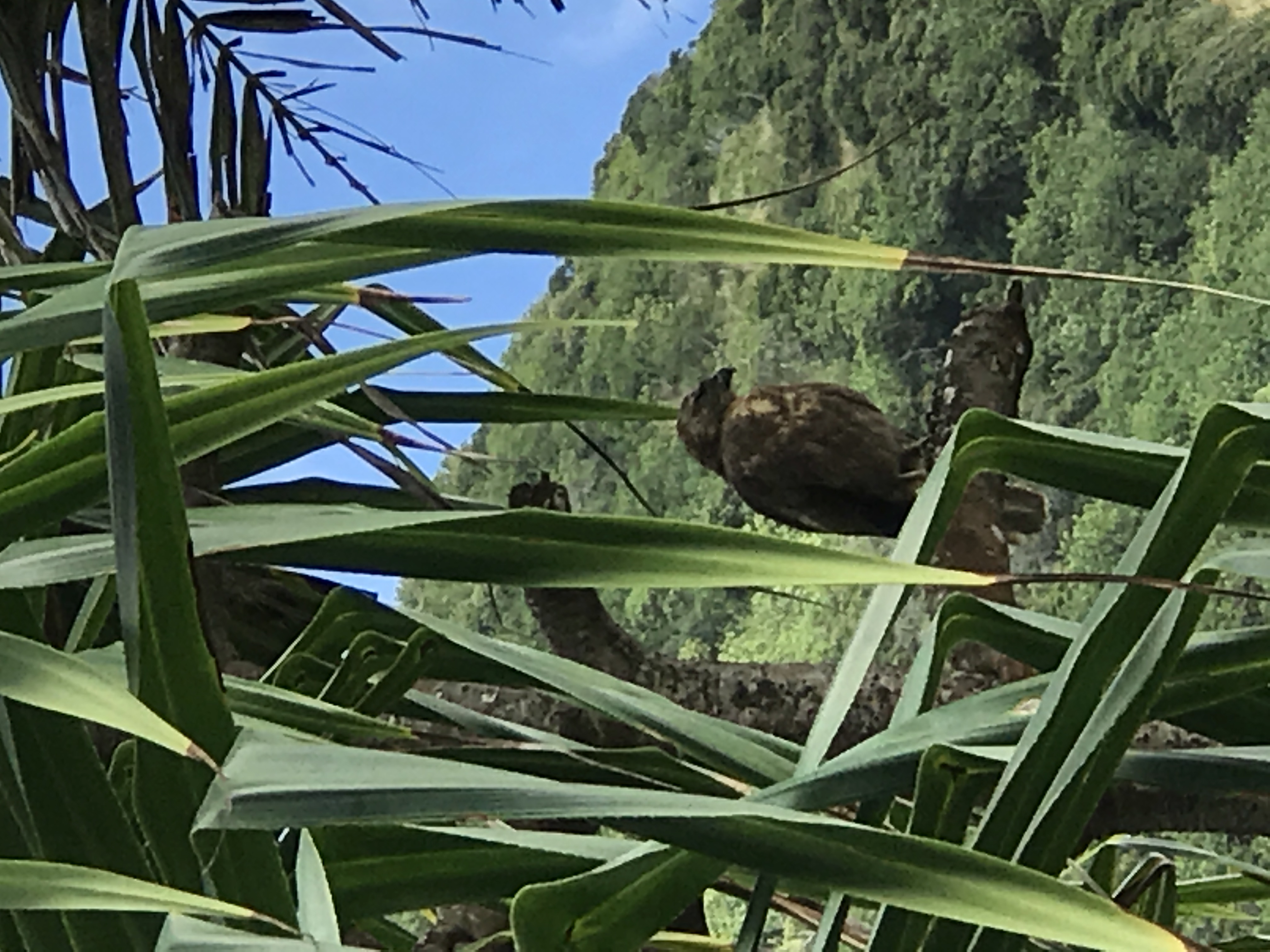 A hawk perched in a tree