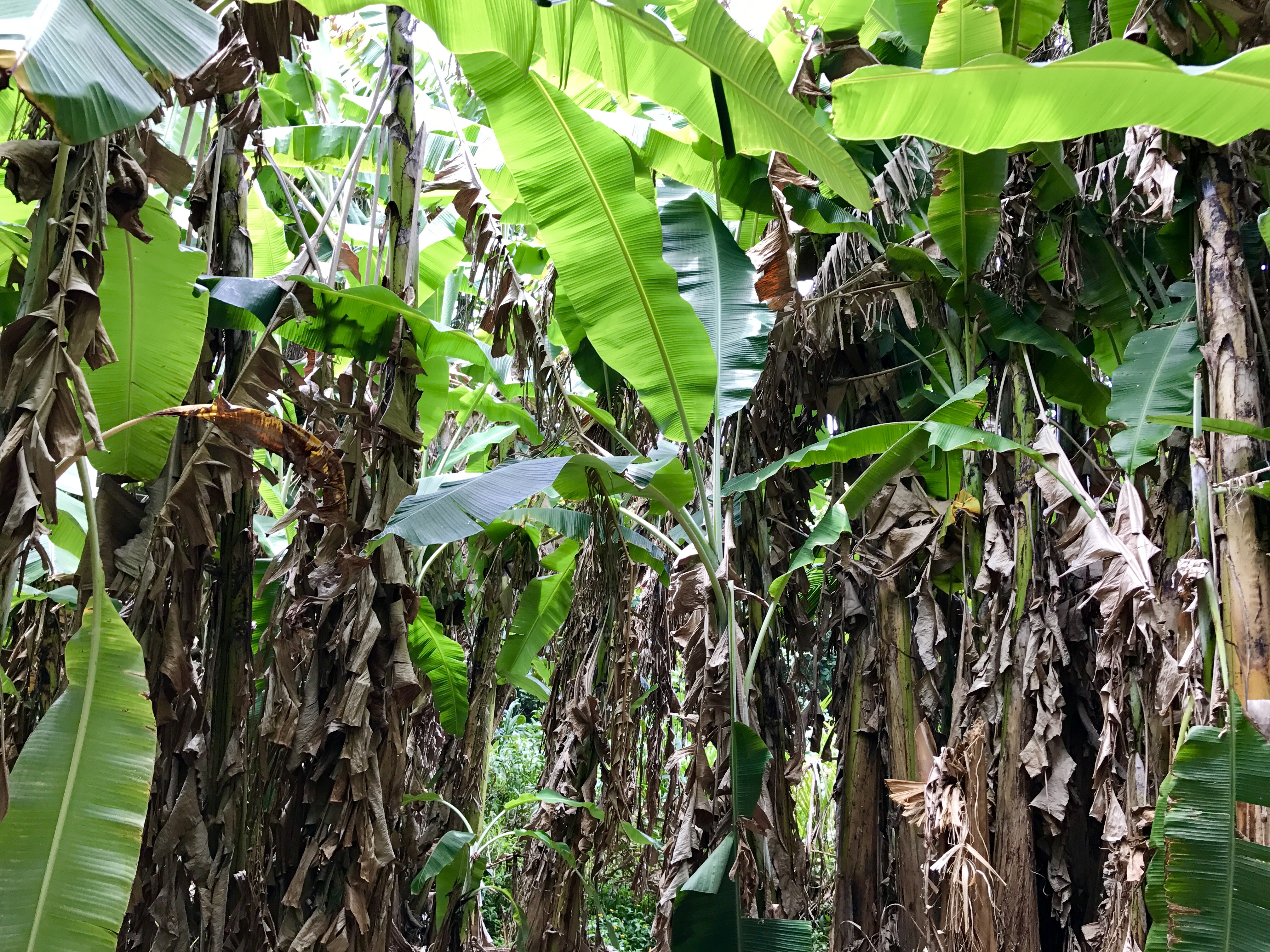 A grove of banana leaves