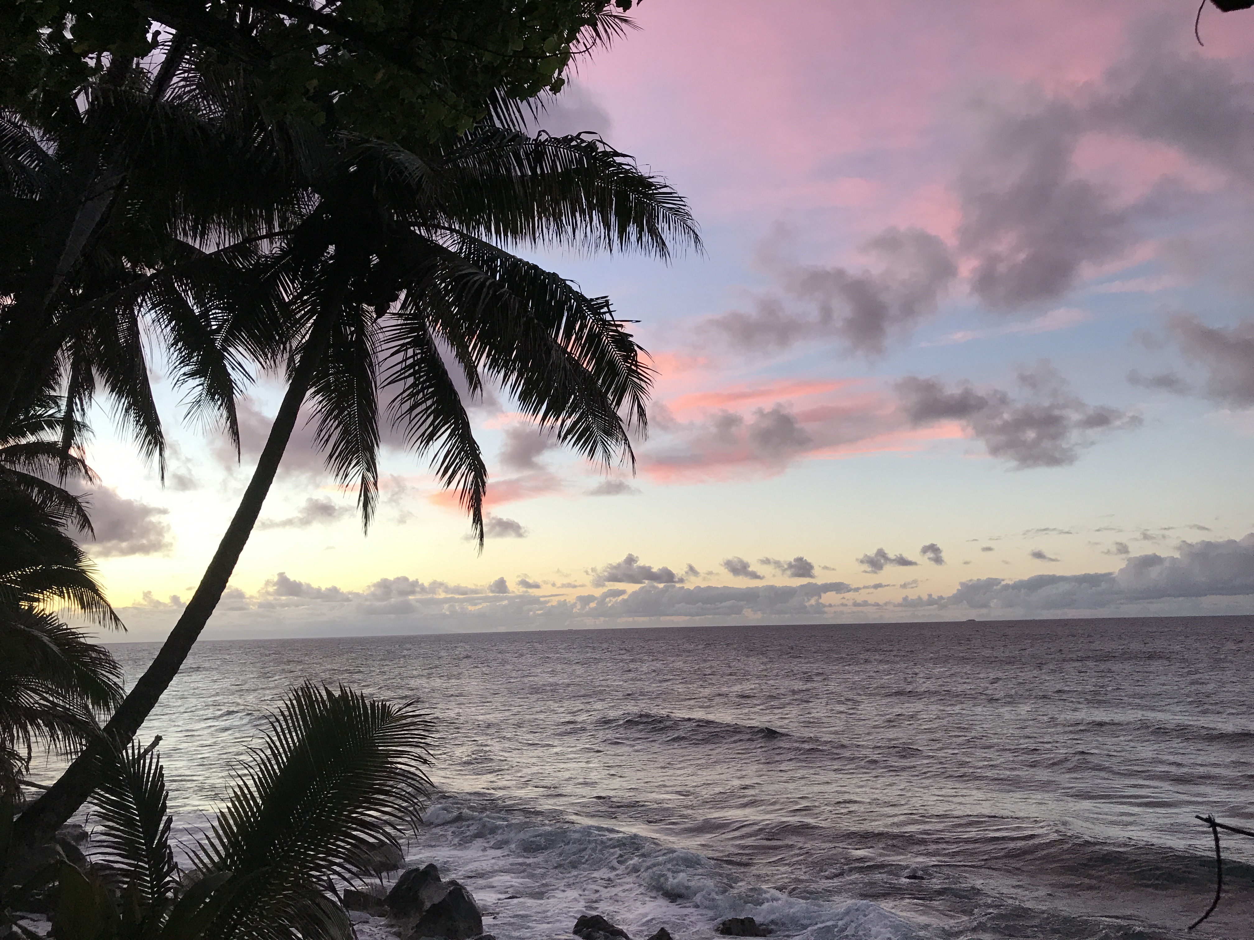 Palm trees silhouetted against a pink sunset over the ocean