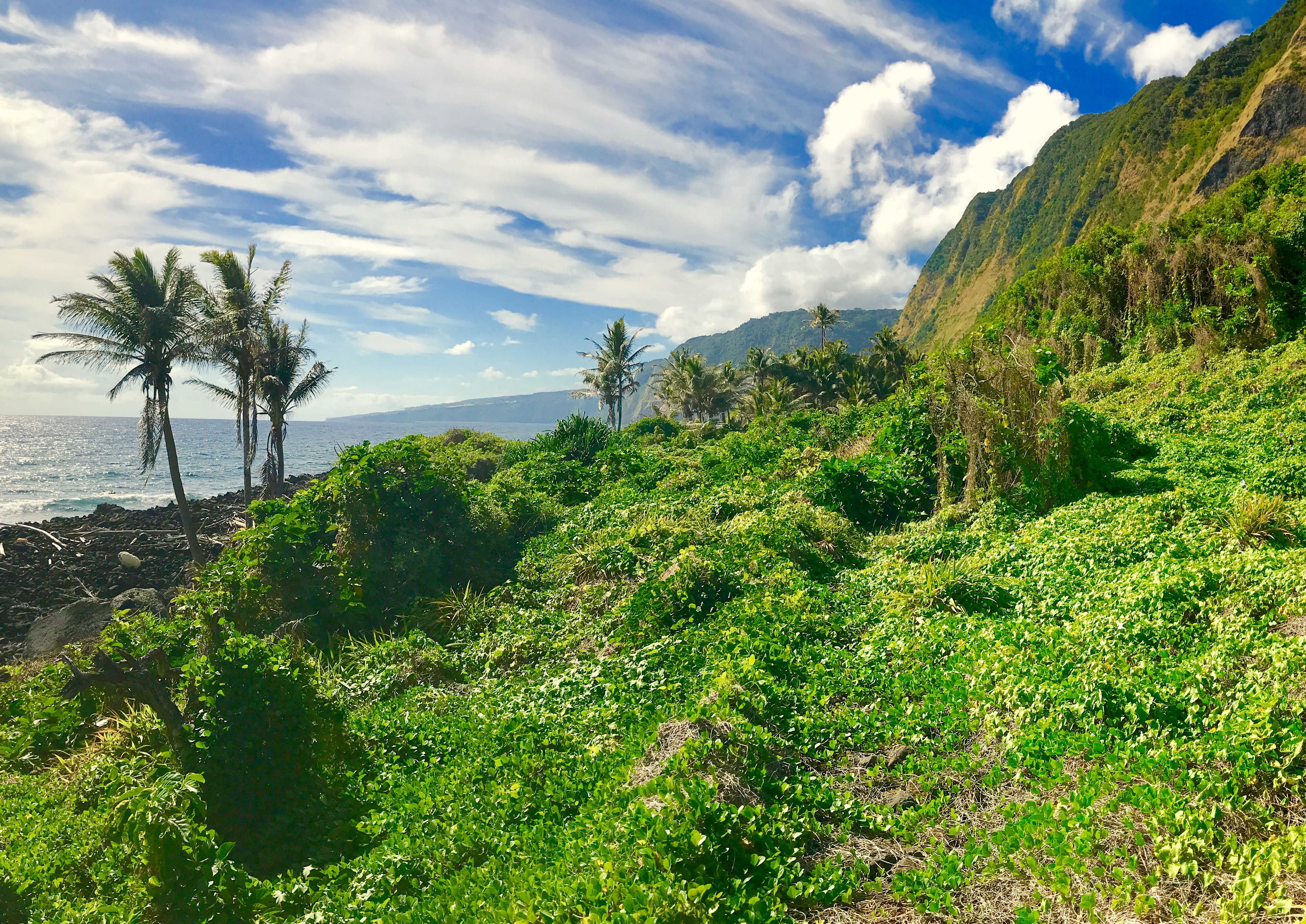 A green sea cliff meeting the coast, framed by palms