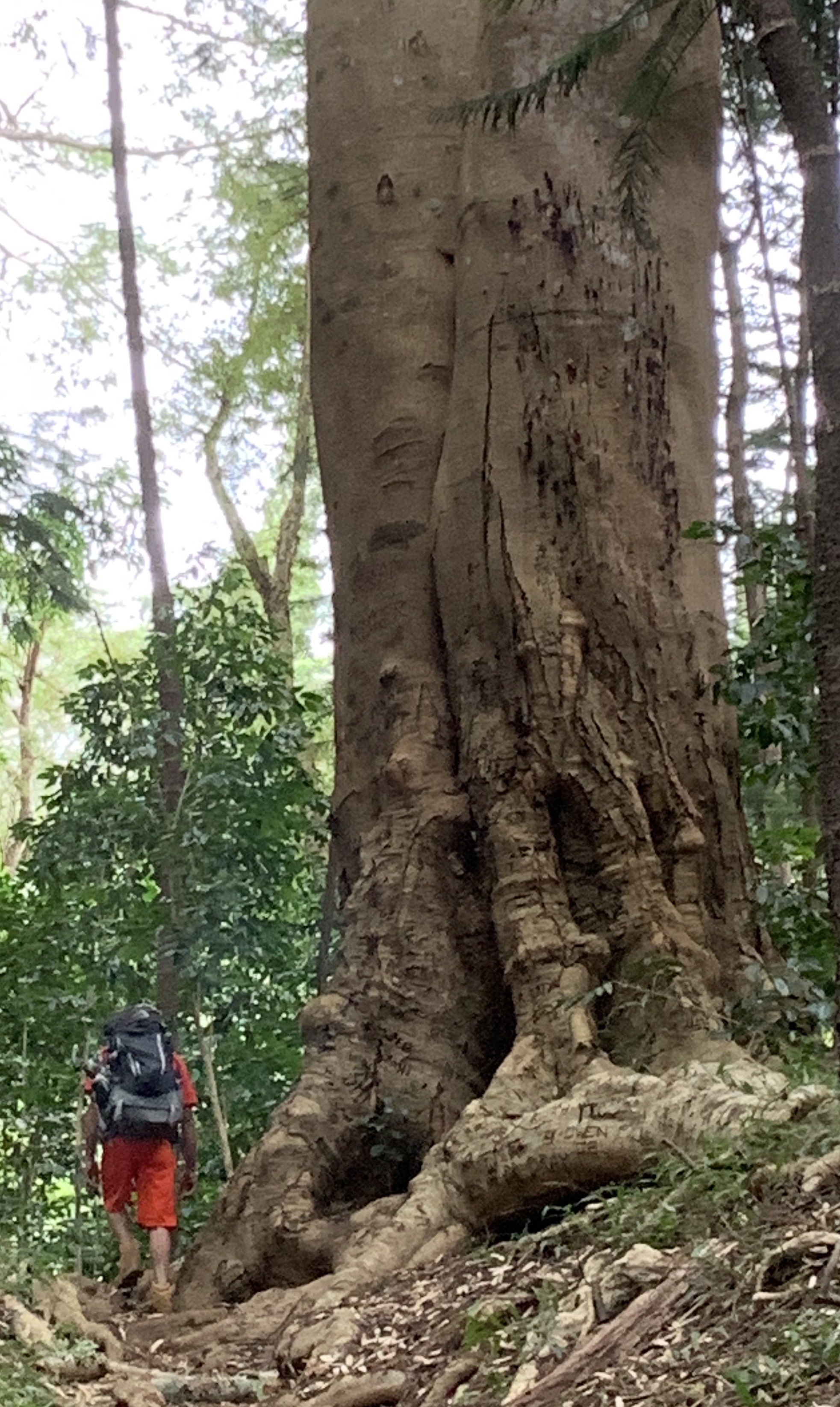 A hiker dwarfed by an enormous forest tree