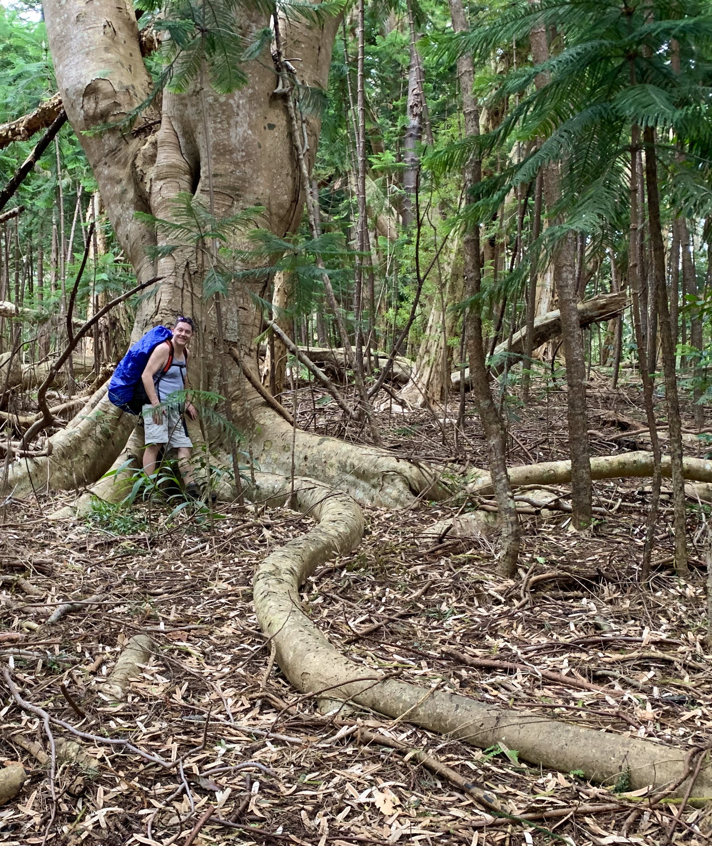 A hiker beside the roots of an enormous forest tree