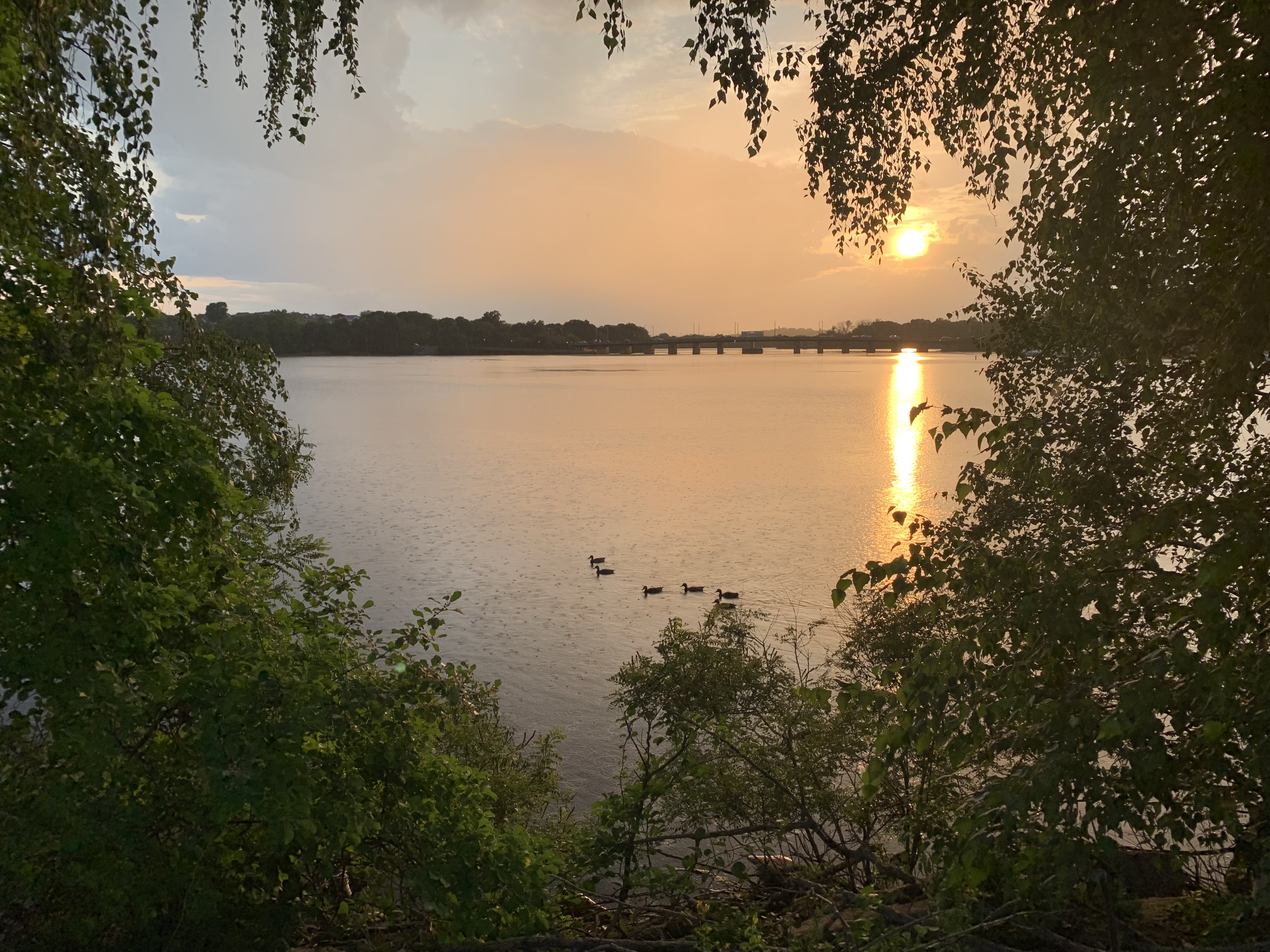Ducks on a river at sunset, framed by trees